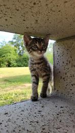 Lieve boerderijkittens, Dieren en Toebehoren, Katten en Kittens | Overige Katten