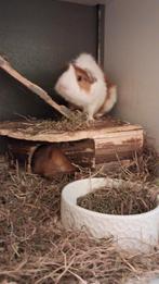 Lieve cavia's zoeken huisje, Dieren en Toebehoren, Knaagdieren, Cavia, Mannelijk, Januari, Tam