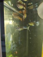 Mooie jongen guppies, Dieren en Toebehoren, Vis
