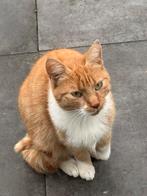 Te koop: Lieve poes, Dieren en Toebehoren, Poes, 0 tot 2 jaar