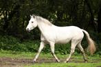 Ervaren bijrijder gezocht voor Connemara Pony (& shetlander), Dieren en Toebehoren, Ophalen