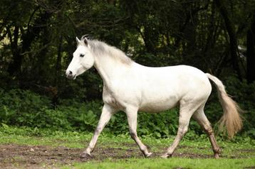 Ervaren bijrijder gezocht voor Connemara Pony (& shetlander) beschikbaar voor biedingen