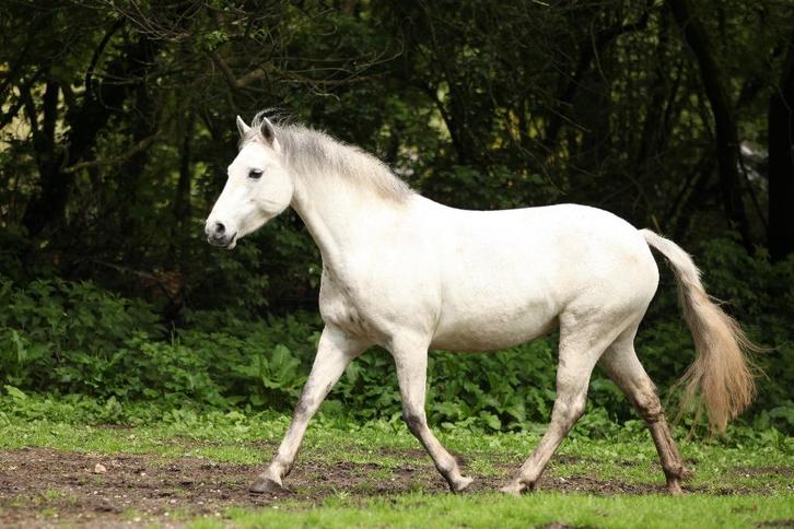 Ervaren bijrijder gezocht voor Connemara Pony (& shetlander), Dieren en Toebehoren, Paarden en Pony's | Verzorgingsproducten, Ophalen