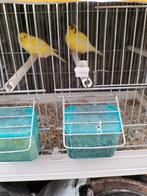 Harzerrollers kanarie, Dieren en Toebehoren, Vogels | Kanaries, Mannelijk
