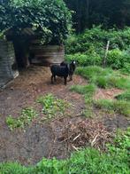 2kamaroen ooien, Vrouwelijk, Schaap