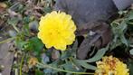 Dahlia geel, Tuin en Terras, Ophalen of Verzenden, Volle zon, Knol
