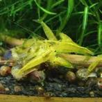 Vol op kleur onze garnalen, eigen import, Dieren en Toebehoren, Vissen | Aquariumvissen, Vis, Zoetwatervis, Schoolvis