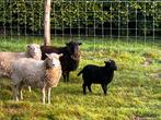 Ouessant bokje uit juli 2025. Quessant., Dieren en Toebehoren, Schapen, Geiten en Varkens, Mannelijk, Schaap, 0 tot 2 jaar