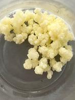 VERSE melk kefir korrels ongeveer 25 gram., Ophalen