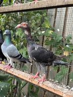 Twee jonge koppels, Dieren en Toebehoren, Vogels | Duiven, Meerdere dieren