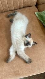 Liefste Ragdoll Kitten (seal point) poes met stamboom, Dieren en Toebehoren, Poes, Gechipt, 0 tot 2 jaar