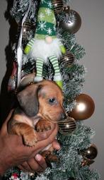 Kerst teckel puppy’s, Dieren en Toebehoren, Honden | Teckels en Dashonden, Rabiës (hondsdolheid), 8 tot 15 weken, Korthaar, Dwerg
