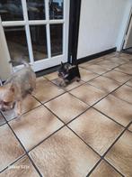 Yorkshire mini, Dieren en Toebehoren, 15 weken tot 1 jaar, Eén hond, Nederland, Particulier