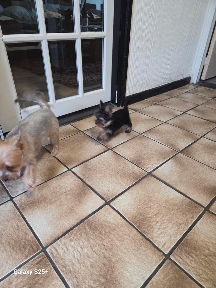 Yorkshire mini, Dieren en Toebehoren, Honden | Chihuahua's en Gezelschapshonden, Reu, Overige rassen, Particulier, Eén hond, Nederland