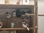Japanse meeuwtjes, Dieren en Toebehoren, Meerdere dieren, Tropenvogel