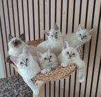 Lieve Ragdoll kittens ( mogen volgende week verhuizen), Meerdere dieren, Ontwormd