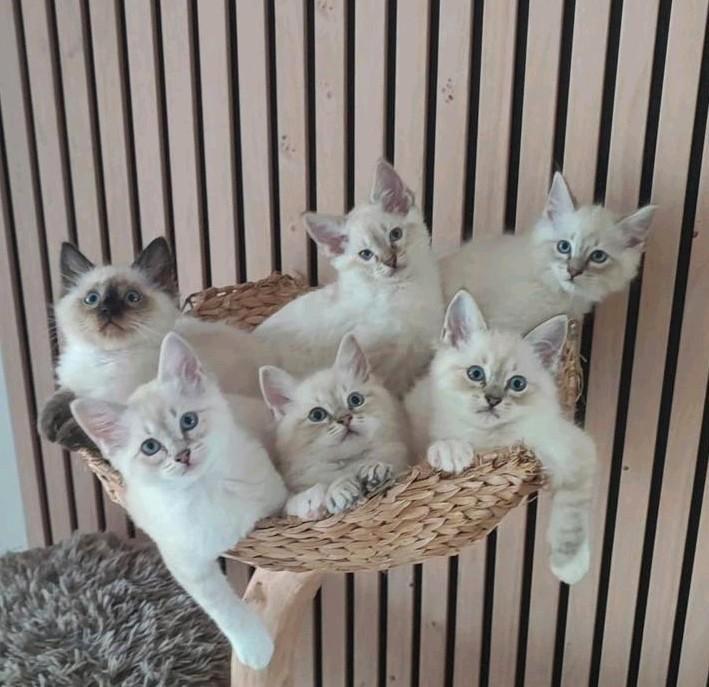 Lieve Ragdoll kittens ( mogen deze week verhuizen), Dieren en Toebehoren, Katten en Kittens | Raskatten | Korthaar, Meerdere dieren