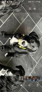 Leuke unieke puppie te koop, Golden retriever, Rabiës (hondsdolheid), Reu, 8 tot 15 weken