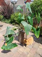 Olifantsoor Zebrins Alocasia, Ophalen of Verzenden, Overige soorten, Halfschaduw, Minder dan 100 cm