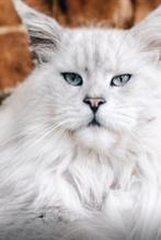 Maine Coon  Dekkater aus Dortmund mit Stamboom, Gechipt, 0 tot 2 jaar
