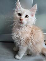 Maine coon kitten kater, Kater, Gechipt, 0 tot 2 jaar