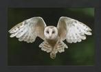 Kerkuil Tyto Alba Vliegend in de Nacht., Verzamelen, Ansichtkaarten | Dieren, Ophalen of Verzenden, 1980 tot heden, Ongelopen