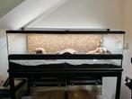 Te koop: Terrarium met 3 luipaardgekko’s, Dieren en Toebehoren, Hagedis, Met terrarium, 0 tot 2 jaar