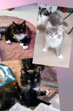 Prachtige Maine Coon kittens ,...., Dieren en Toebehoren, Katten en Kittens | Raskatten | Langhaar, Poes, Gechipt, 0 tot 2 jaar