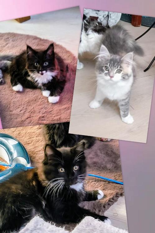 Prachtige Maine Coon kittens ,...., Dieren en Toebehoren, Katten en Kittens | Raskatten | Langhaar, Poes, 0 tot 2 jaar, Gechipt