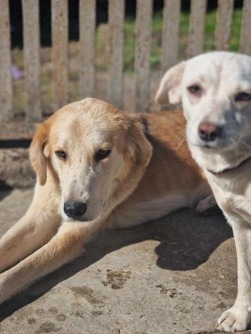 Lieve en zachte Kicza uit Georgie 💛, Dieren en Toebehoren, Honden | Niet-rashonden, Groot, Reu, Particulier, Eén hond, Buitenland