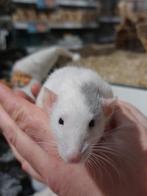 Ratjes super super tam en echt super lief., Dieren en Toebehoren, Rat, Meerdere dieren, Tam, September