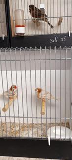 Zebravink mannen, Dieren en Toebehoren, Vogels | Kanaries, Mannelijk, Kleurkanarie