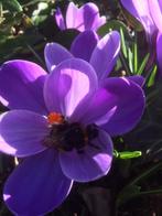 Gratis advies Tuinman .Aangeboden  (Lentekriebels), Diensten en Vakmensen, Tuinmannen en Stratenmakers, Tuinontwerp