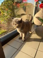 Perzische poes Exotic Shorthair, Dieren en Toebehoren, Katten en Kittens | Raskatten | Korthaar, Poes, Ontwormd, 3 tot 5 jaar