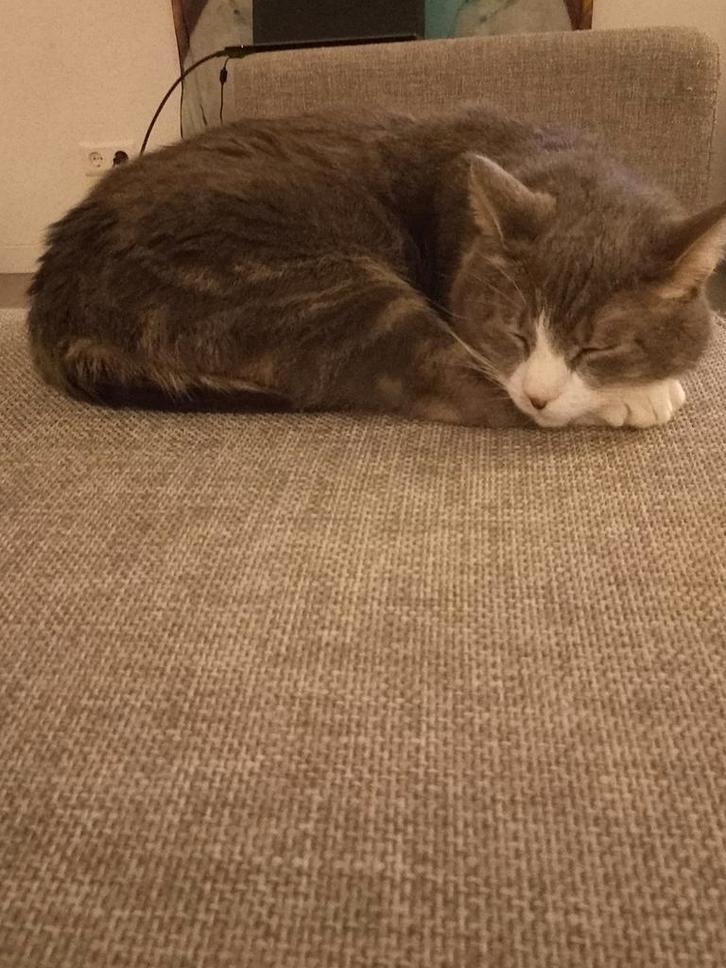 Lief baasje gezocht voor Keesie, Dieren en Toebehoren, Katten en Kittens | Overige Katten, Kater, 6 jaar of ouder