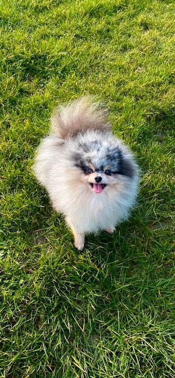 Mooie kleine Merle tan pomeranian dekreu / pomeriaan dekreu  beschikbaar voor biedingen