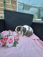 Super lieve rex hangoor voedster, Vrouwelijk, Dwerg, Hangoor, 0 tot 2 jaar