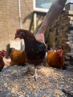 Verschillende hanen beschikbaar, Dieren en Toebehoren, Pluimvee, Mannelijk, Kip