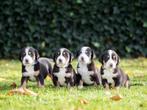 Mooie Grote Zwiterse Sennenhond Pups, Dieren en Toebehoren, Meerdere, Meerdere dieren, Nederland, Fokker | Hobbymatig