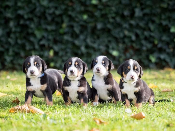 Mooie Grote Zwiterse Sennenhond Pups, Dieren en Toebehoren, Honden | Bulldogs, Pinschers en Molossers, Meerdere dieren, Sennenhond
