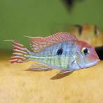 1x red head  chilide zuid amerika 10 cm te koop, Dieren en Toebehoren, Vissen | Aquariumvissen, Vis, Zoetwatervis