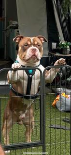 Amerikaanse Bully , pocket Bully  tri colour… Dek reu, Dieren en Toebehoren, Honden | Bulldogs, Pinschers en Molossers, Rabiës (hondsdolheid)