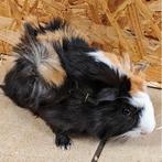 Cavia's te koop, Dieren en Toebehoren, Knaagdieren, Oktober, Meerdere dieren, Cavia