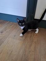 te koop, Dieren en Toebehoren, Katten en Kittens | Raskatten | Korthaar, Poes, Ontwormd, 0 tot 2 jaar