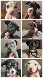 bully XL pups, 8 tot 15 weken, Parvo, Bulldog, Meerdere