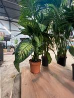 Dieffenbachia XXL Kamerplant, Ophalen, Overige soorten, Halfschaduw, In pot
