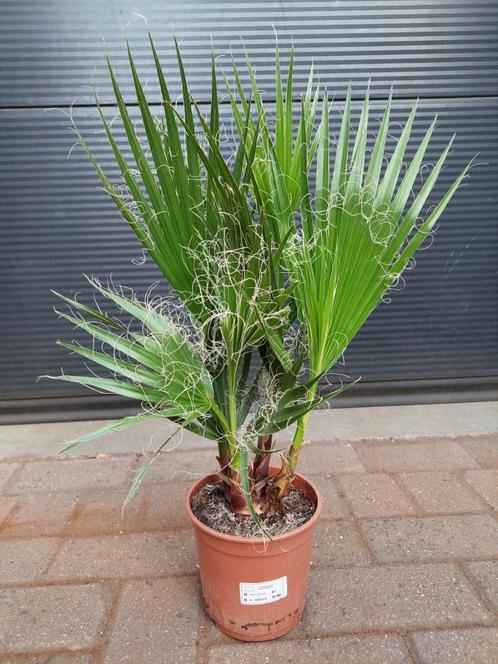 Washingtonia Robusta - Mexicaanse Waaierpalm H: 65 cm, Tuin en Terras, Planten | Tuinplanten, Vaste plant, Overige soorten, Volle zon