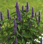 Dropplant (Agastache Foeniculum)
Te koop, Ophalen, Zomer, Overige soorten, Volle zon