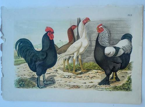 Kippen & Hanen prent zeer fraai 1883 Bungartz !!!, Verzamelen, Foto's en Prenten, Zo goed als nieuw, Prent, Dier, Voor 1940, Ophalen of Verzenden