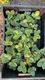 Aardbeienplanten, Tuin en Terras, Planten | Tuinplanten, Ophalen, Zomer, Volle zon